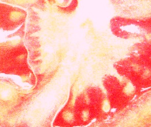 bloody mary