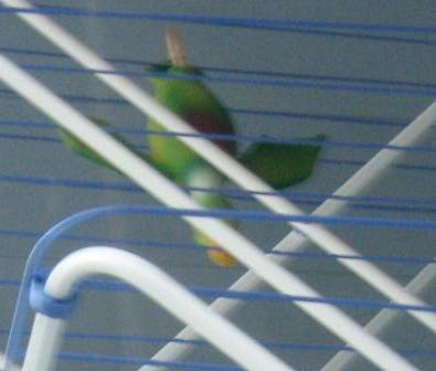 canard g�t�
